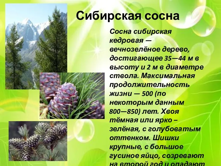 Сибирская сосна Сосна сибирская кедровая —вечнозелёное дерево, достигающее 35—44 м
