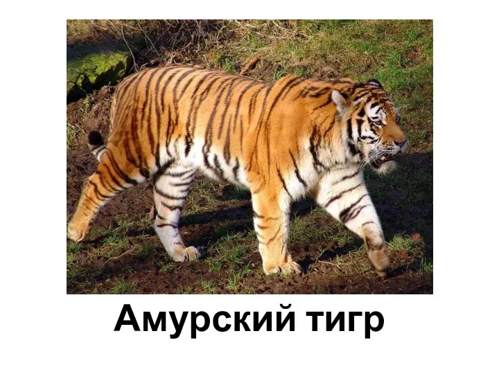 Амурский тигр