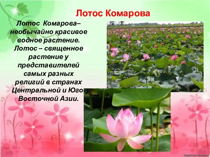 Лотос Комарова Лотос Комарова– необычайно красивое водное растение. Лотос –