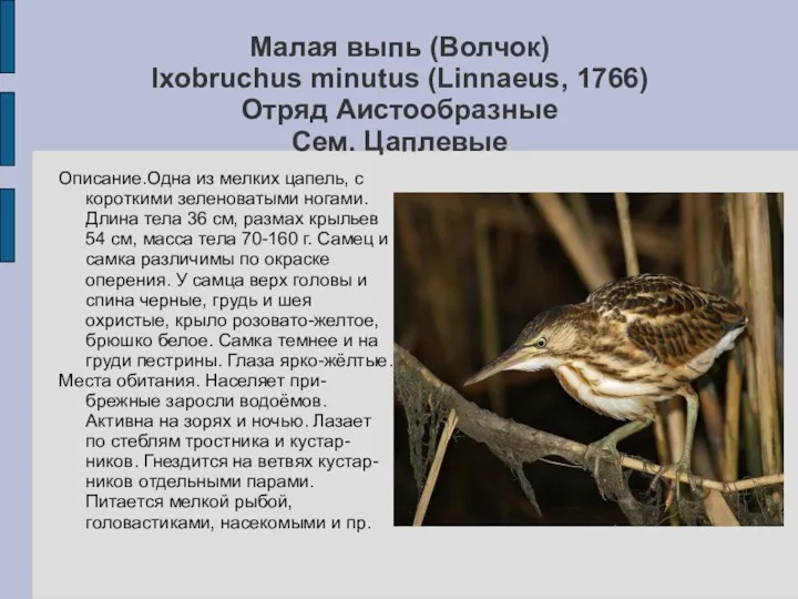 Малая выпь (Волчок) Ixobruchus minutus (Linnaeus, 1766) Отряд Аистообразные Сем.