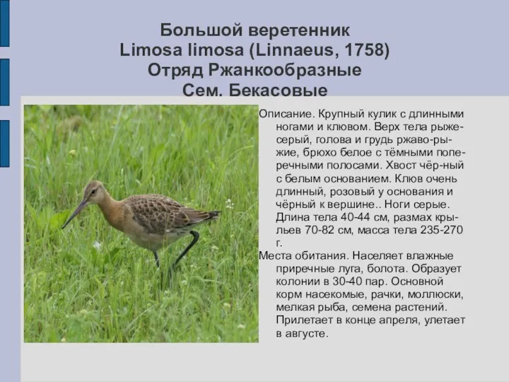 Большой веретенник Limosa limosa (Linnaeus, 1758) Отряд Ржанкообразные Сем. Бекасовые Описание. Крупный кулик