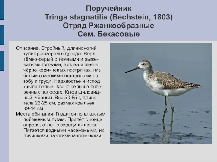 Поручейник Tringa stagnatilis (Bechstein, 1803) Отряд Ржанкообразные Сем. Бекасовые Описание.