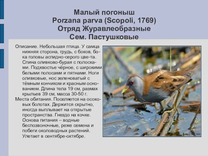 Малый погоныш Porzana parva (Scopoli, 1769) Отряд Журавлеобразные Сем. Пастушковые Описание. Небольшая птица.