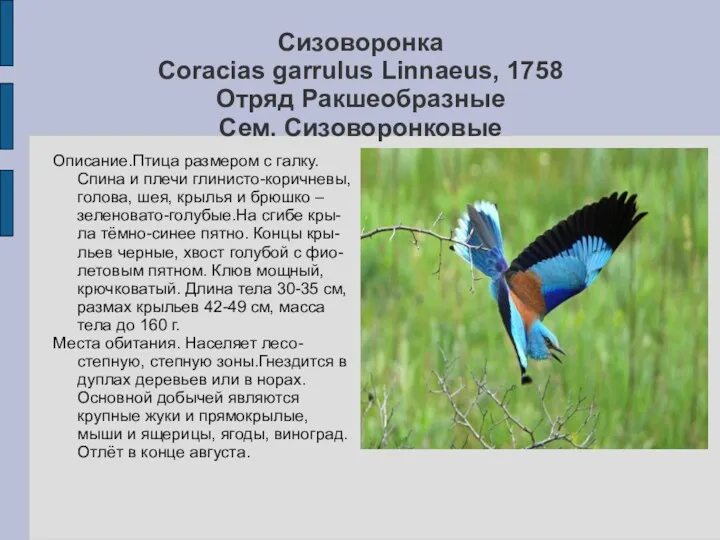 Сизоворонка Coracias garrulus Linnaeus, 1758 Отряд Ракшеобразные Сем. Сизоворонковые Описание.Птица размером с галку.