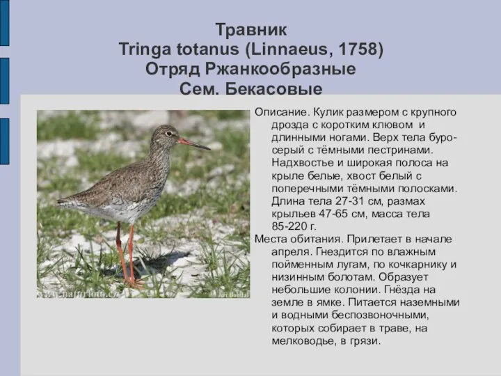 Травник Tringa totanus (Linnaeus, 1758) Отряд Ржанкообразные Сем. Бекасовые Описание. Кулик размером с
