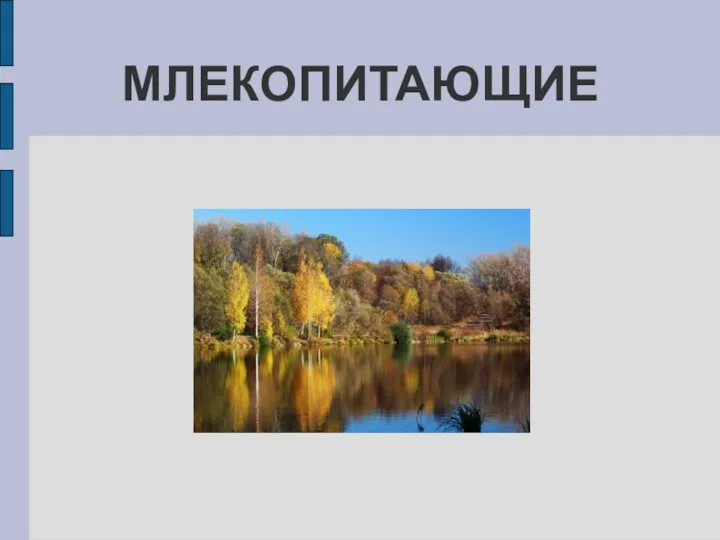 МЛЕКОПИТАЮЩИЕ