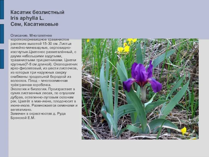 Касатик безлистный Iris aphylla L. Сем, Касатиковые Описание. Многолетнее короткокорневищное травянистое растение высотой