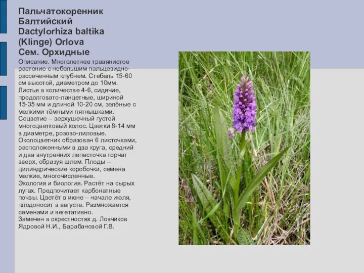 Пальчатокоренник Балтийский Dactylorhiza baltika (Klinge) Orlova Сем. Орхидные Описание. Многолетнее травянистое растение с