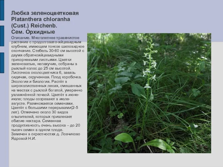 Любка зеленоцветковая Platanthera chloranha (Cust.) Reichenb. Сем. Орхидные Описание. Многолетнее травянистое растение с
