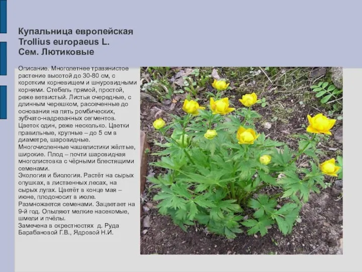 Купальница европейская Trollius europaeus L. Сем. Лютиковые Описание. Многолетнее травянистое