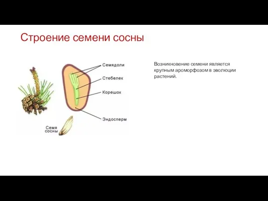 Строение семени сосны Возникновение семени является крупным ароморфозом в эволюции растений.