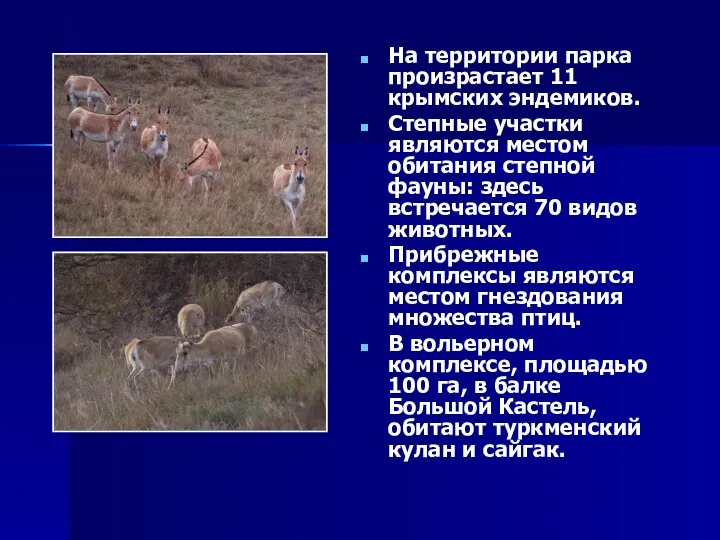 На территории парка произрастает 11 крымских эндемиков. Степные участки являются местом обитания степной