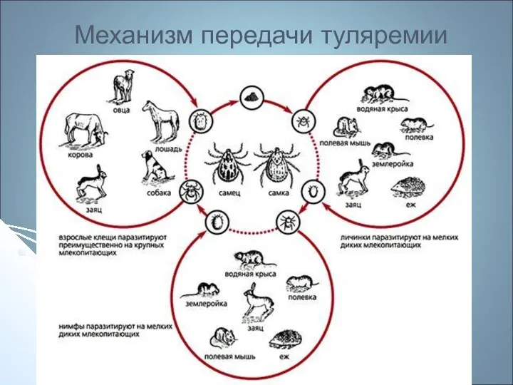 Механизм передачи туляремии