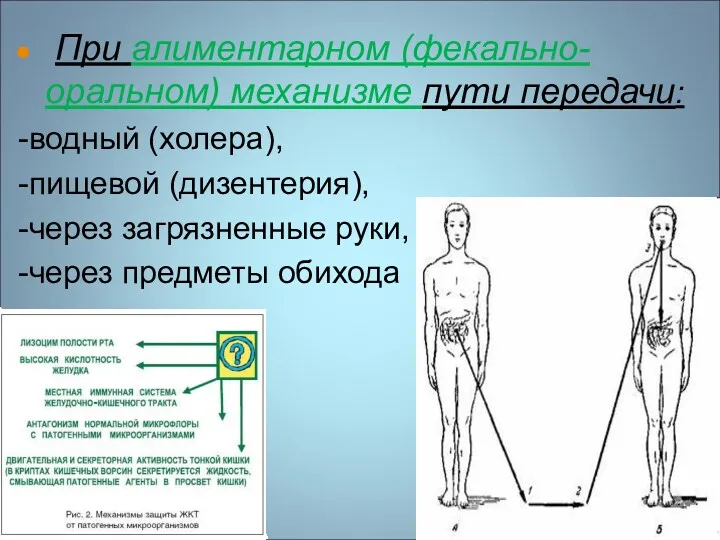 При алиментарном (фекально-оральном) механизме пути передачи: -водный (холера), -пищевой (дизентерия), -через загрязненные руки, -через предметы обихода