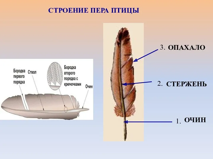 СТРОЕНИЕ ПЕРА ПТИЦЫ ОПАХАЛО ОЧИН СТЕРЖЕНЬ 2. 1. 3.