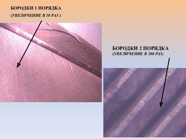 БОРОДКИ 2 ПОРЯДКА (УВЕЛИЧЕНИЕ В 200 РАЗ) БОРОДКИ 1 ПОРЯДКА (УВЕЛИЧЕНИЕ В 10 РАЗ )