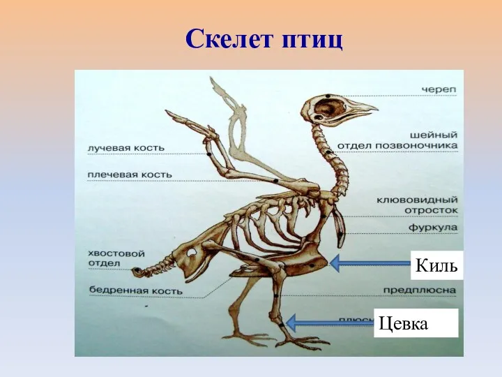 Киль Цевка Скелет птиц