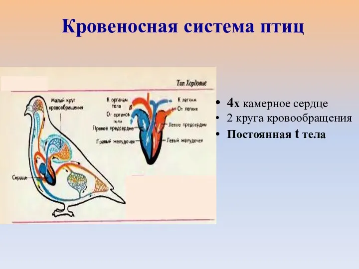 4х камерное сердце 2 круга кровообращения Постоянная t тела Кровеносная система птиц