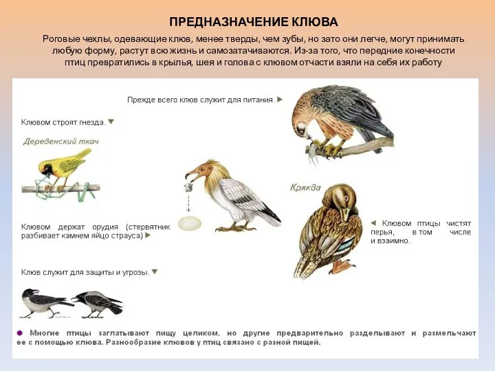 ПРЕДНАЗНАЧЕНИЕ КЛЮВА Роговые чехлы, одевающие клюв, менее тверды, чем зубы,