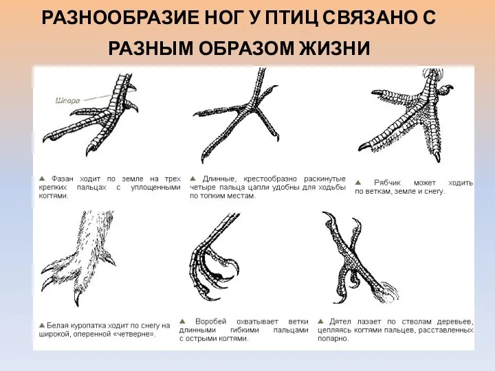 РАЗНООБРАЗИЕ НОГ У ПТИЦ СВЯЗАНО С РАЗНЫМ ОБРАЗОМ ЖИЗНИ