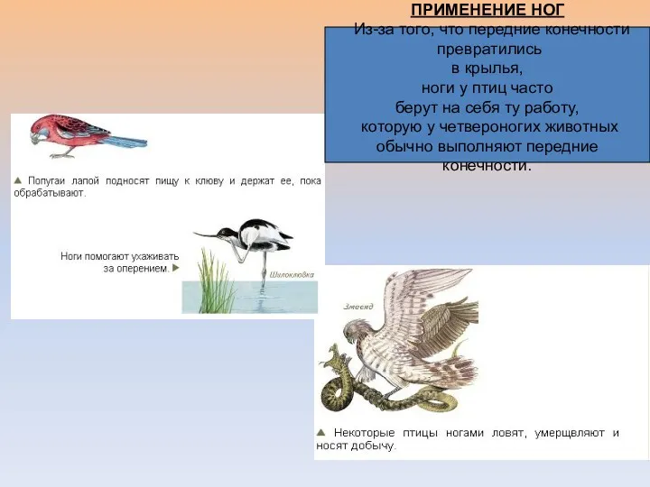 ПРИМЕНЕНИЕ НОГ Из-за того, что передние конечности превратились в крылья,