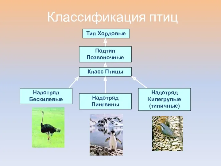 Классификация птиц Тип Хордовые Подтип Позвоночные Класс Птицы