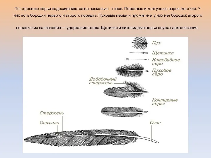 По строению перья подразделяются на несколько типов. Полетные и контурные