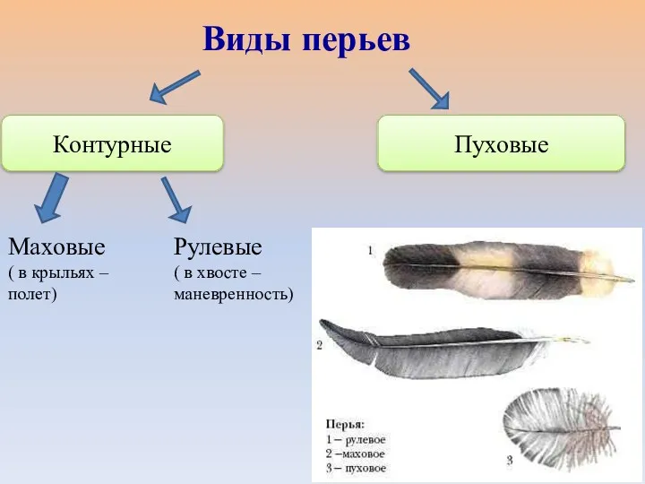 Контурные Пуховые Виды перьев Маховые ( в крыльях – полет) Рулевые ( в хвосте – маневренность)