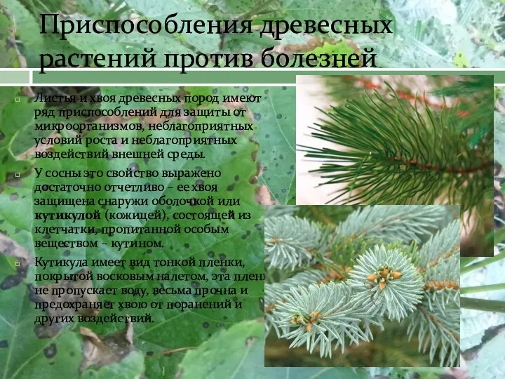 Приспособления древесных растений против болезней Листья и хвоя древесных пород