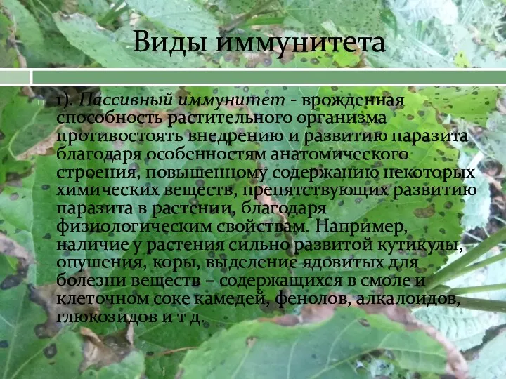 Виды иммунитета 1). Пассивный иммунитет - врожденная способность растительного организма