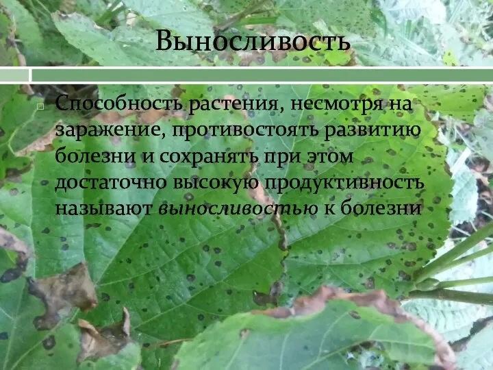 Выносливость Способность растения, несмотря на заражение, противостоять развитию болезни и