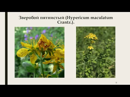 Зверобой пятнистый (Hypericum maculatum Crantz.).
