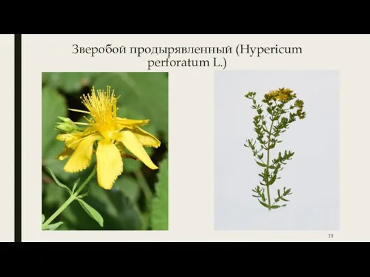 Зверобой продырявленный (Hypericum perforatum L.)