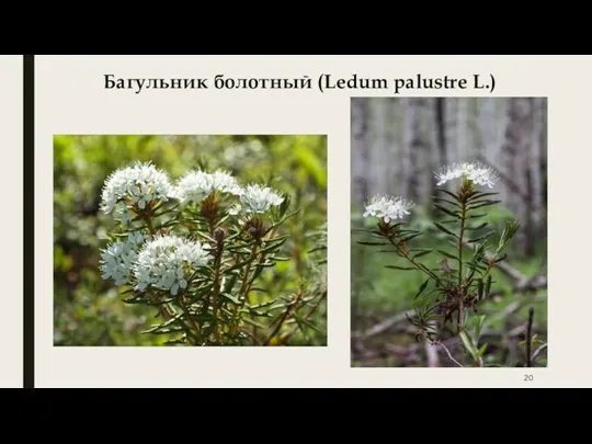 Багульник болотный (Ledum palustre L.)