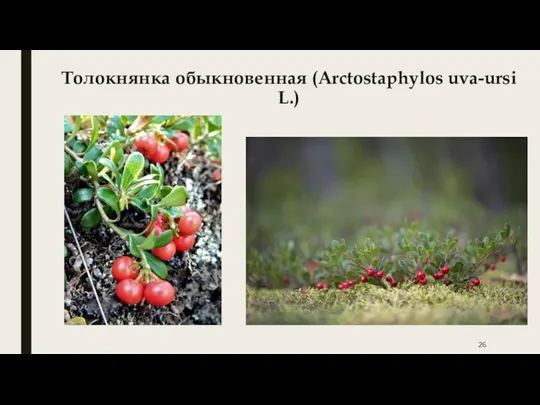 Толокнянка обыкновенная (Arctostaphylos uva-ursi L.)