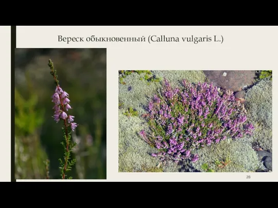 Вереск обыкновенный (Calluna vulgaris L.)