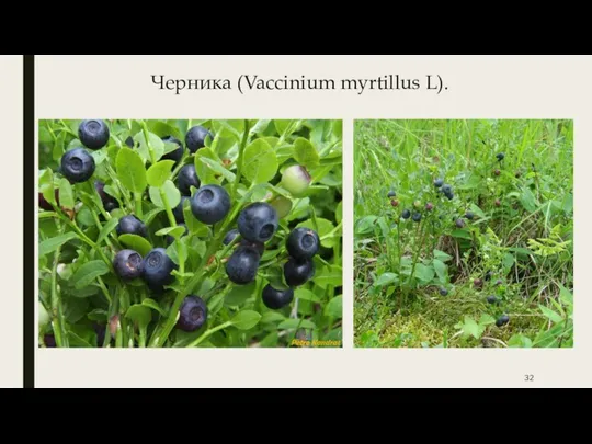 Черника (Vaccinium myrtillus L).