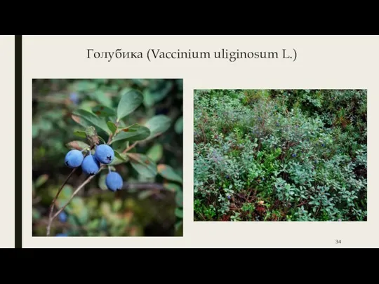 Голубика (Vaccinium uliginosum L.)