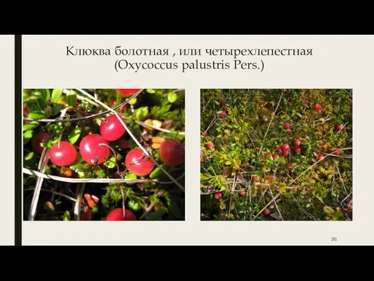 Клюква болотная , или четырехлепестная (Oxycoccus palustris Pers.)