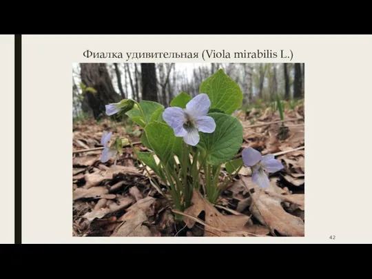 Фиалка удивительная (Viola mirabilis L.)