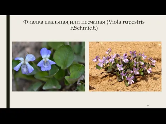 Фиалка скальная,или песчаная (Viola rupestris F.Schmidt.)