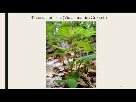 Фиалка донская (Viola tanaitica Grosset.)