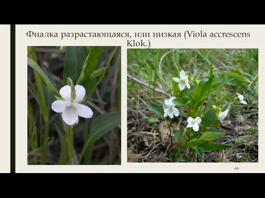 Фиалка разрастающаяся, или низкая (Viola accrescens Klok.)