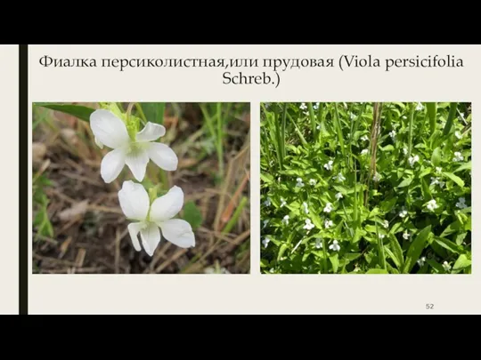 Фиалка персиколистная,или прудовая (Viola persicifolia Schreb.)
