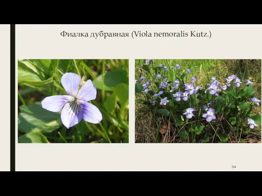 Фиалка дубравная (Viola nemoralis Kutz.)