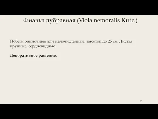 Фиалка дубравная (Viola nemoralis Kutz.) Побеги одиночные или малочисленные, высотой