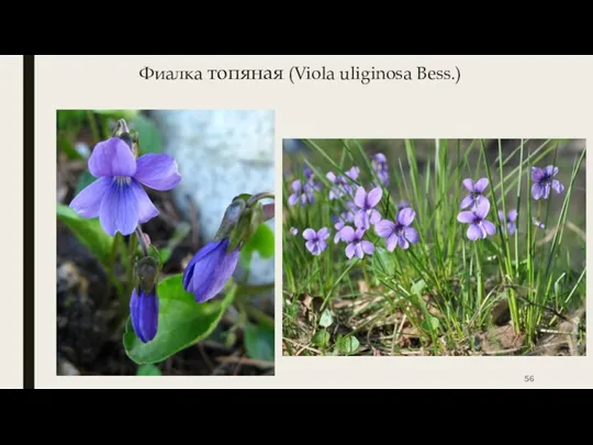 Фиалка топяная (Viola uliginosa Bess.)