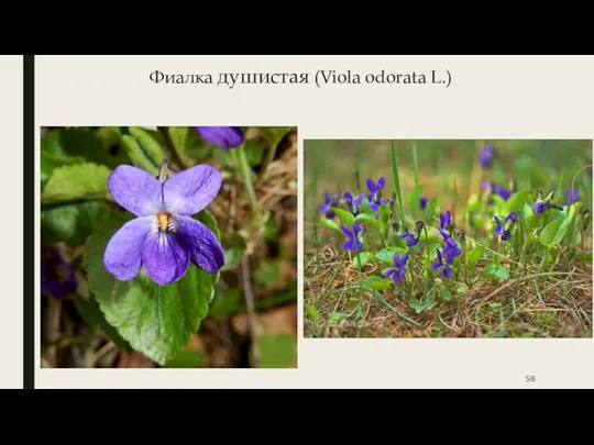 Фиалка душистая (Viola odorata L.)