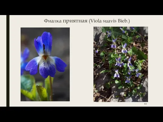 Фиалка приятная (Viola suavis Bieb.)
