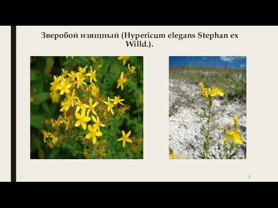 Зверобой изящный (Hypericum elegans Stephan ex Willd.).